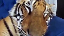 Despertando filhote de tigre doméstico. Tigre engraçado e acordou engraçado
