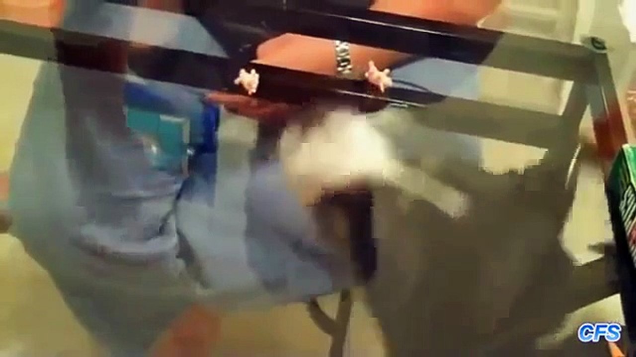 Tabelas transparentes. Gatos e cães contra a mesa de vidro