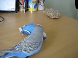 Parrot comunica com um papagaio de brinquedo e brinquedo papagaio