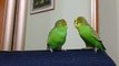 Papagaios falar uns com os outros. Dois Papagaios falar uns com os outros