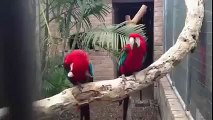 Papagaios dançando rap. Papagaios amo rap