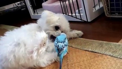 Papagaio-like cão. Cão engraçado e papagaio