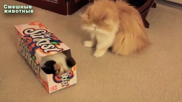 Pourquoi nous aimons Cats Funny Cats