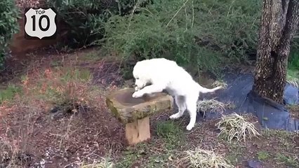 Diversión con los perros. Perro divertido y divertido