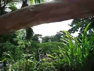 La gaviota loro de cabeza. Risas Loro blanco
