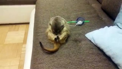 Después de un turno de noche. Suricata fresca del sueño