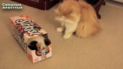 Por qué amamos gatos divertidos Gatos