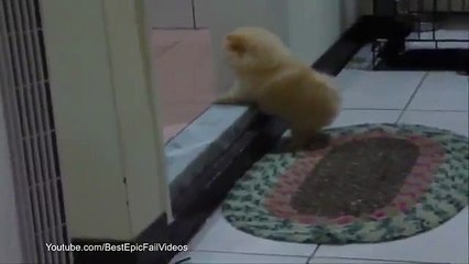 Obstrucción al cachorro. Perrito divertido apenas se movió por encima del umbral