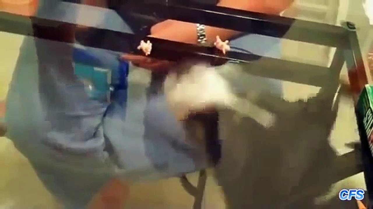 Tables transparent. Chats et chiens contre la table de verre