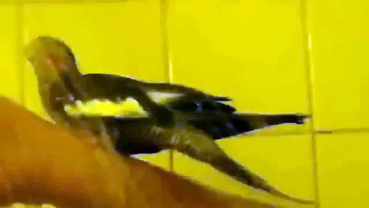 Parrot prendre une douche. Corella douche