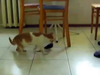 Parrot sur l'enquête au chaton. Cat inspecte et fait connaissance avec un perroquet