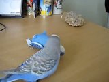 Parrot communique avec un perroquet jouet et le perroquet jouet