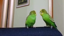 Perroquets parlent les uns aux autres. Deux perroquets parlent entre eux
