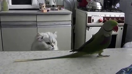Parrot secoue sa queue pour le chat. Cat et Parrot