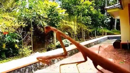 Salutations de la mante religieuse. Drôle mantis agita