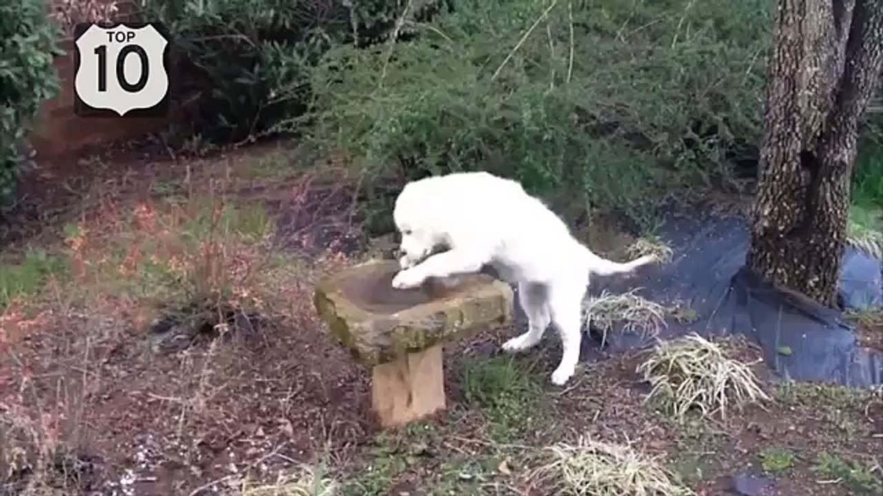 Fun avec des chiens. Chien drôle et drôle