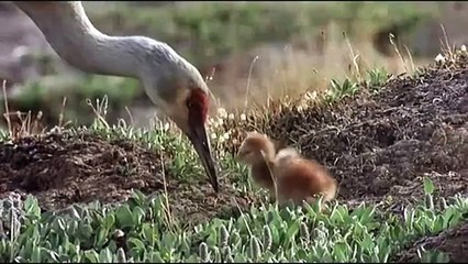 Winged Migration / Le Peuple migrateur (2001) - Trailer