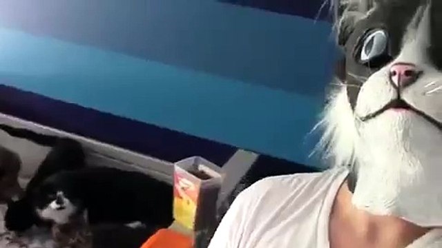 Кошмар кошек. Cats Fear.