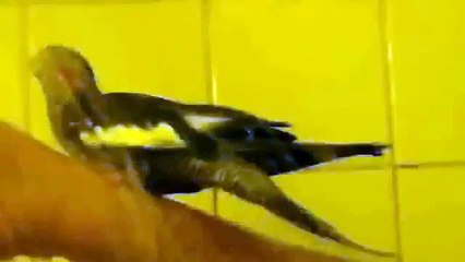 Попугай моется в душе. Корелла под душем