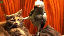 Попугаи надоедают котам. Кошки не знают куда деться от попугаев