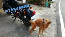 Itchy Dog Scratches its back with Motorcycle Number Plate