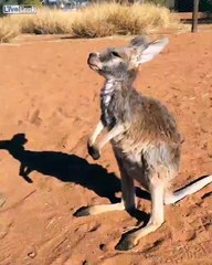 Orphaned Baby Kangaroo Just Wants a Cuddle