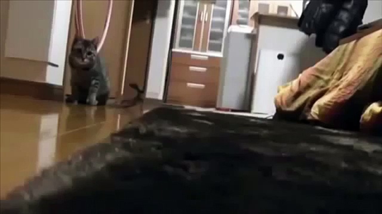 재미 고양이. 재미 있은 고양이는 고정