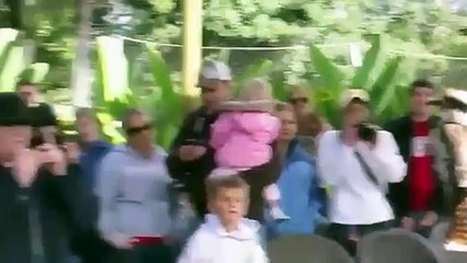 새 머리 갈매기. 재미 조류 쿠카 부라