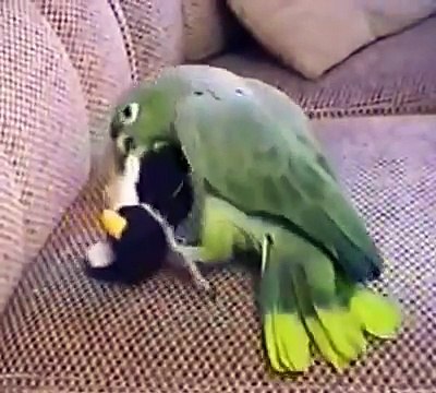 Попугай не любит пингвинов. Попугай играет с мягким пингвином