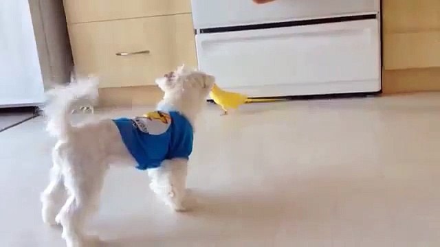 Попугайчик с собачкой. Желтый попугай и собака