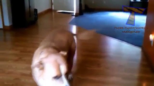 Псы очень хотят на прогулку. Собаки желают пойти гулять