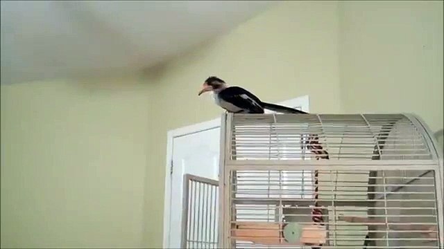 Птица-носорог разнообразит свой рацион. Смешная птица носорог