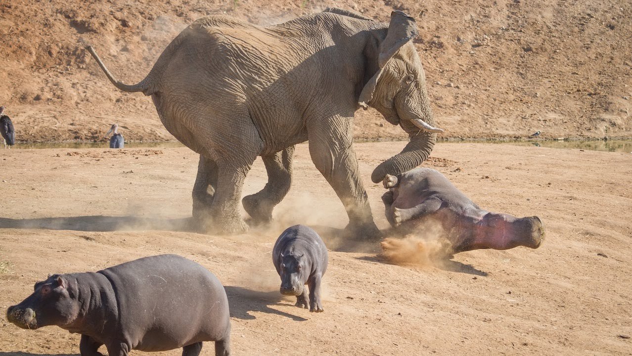 Elephant Vs. Hippo: Extreme Fight Video - Real Fight Video