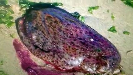 Creatures Crawl Out Of California Coast