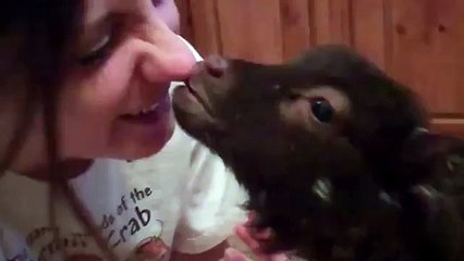 キス子羊。女の子にキスおかしい羊