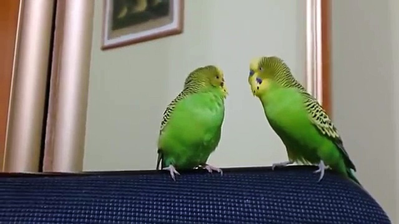オウムは、お互いに話。二つのオウムは、お互いに話