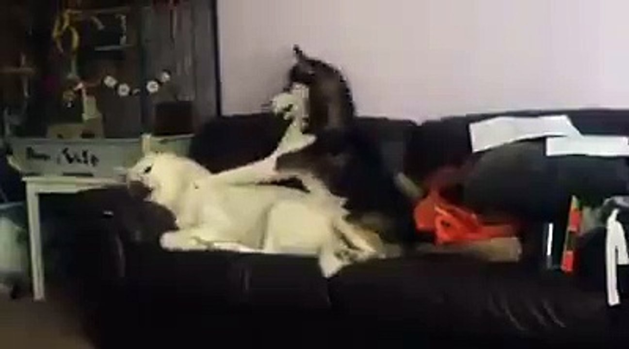 Un toutou veut jouer