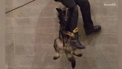 Photo of police dog hanging onto cop's leg goes viral