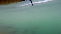 Great White Shark Strikes At Diver With Incredible Speed-Amizng-Videos Clips- Funny Videos Collection