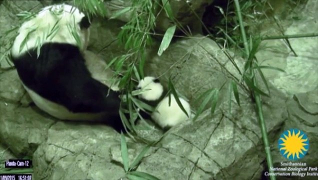 Un bébé panda fait ses premiers pas dans un zoo de Washington