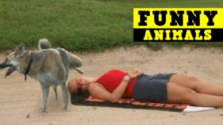 Try not to laugh challenge IMPOSSIBLE - FUNNY Videos 2015 - Funny Animals