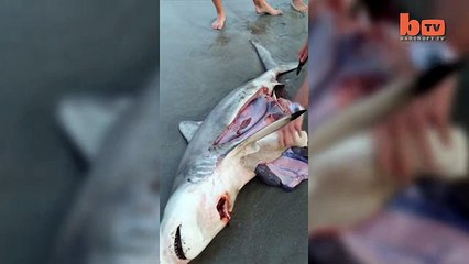 Sea-Section Incredible Shark Birth Caught on Camera-copypasteads.com