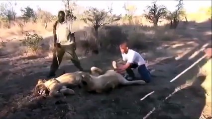 When a lion sneezes everybody's scared! Hilarious
