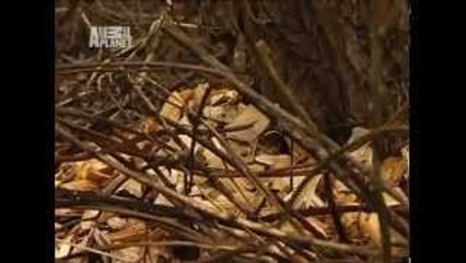 Dzikie zakatki Europy Łotwa [Lektor PL][Film Dokumentalny]