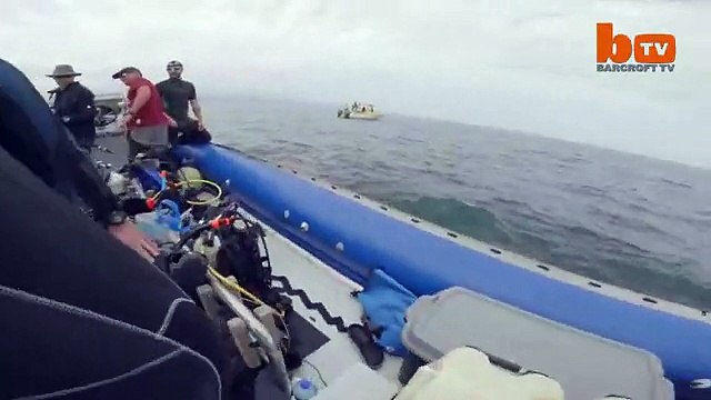 Shark Attack Great White Attacks Boat-copypasteads.com