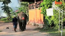 Slam Trunk! Elephants Play Basketball In Koh Samui, Thailand-copypasteads.com