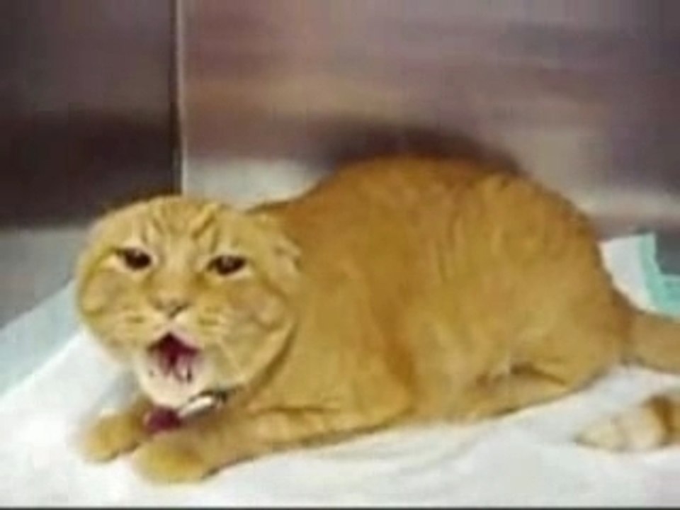 Very Angry Cat!