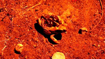 Frog ''Cururu'' in Color Effects * Sapo Cururu em Efeitos de Cores