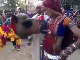 Camel Dancing with Female Amazing Fun to Watch