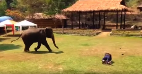 Elephant Comes To The Rescue